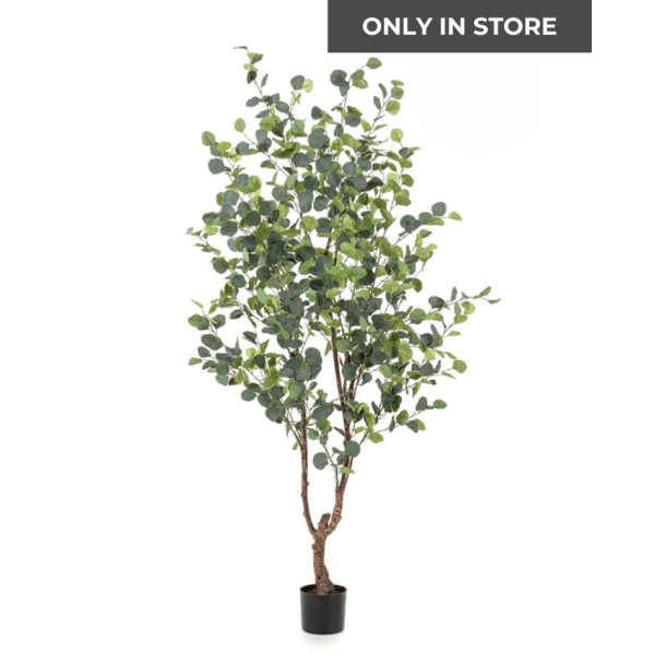 VORSPAGET HOME | Eucalyptus Boom | 180cm | Only in store!