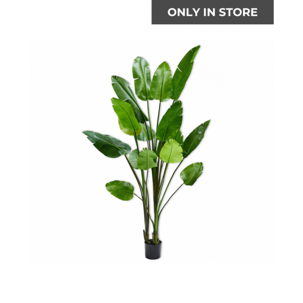 SILK-KA | Silk-ka | Plant Strelitzia Groen | 183 cm | Only in Store!